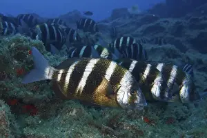 Pods Prints: Group of striped fish, zebra bream (Diplodus cervinus cervinus)