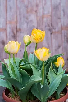 Tulip Prints: Group of tulipa Granny Award