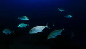 Immersion Prints: A group of tuna fish moves along the seabed as it begins to get dark
