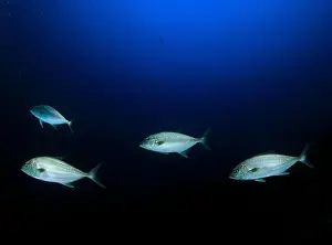 Immersion Prints: A group of tunas moves along the seabed