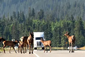 Stressless Prints: A group of wapitis on route 16 east of Jasper, Alberta, Canada
