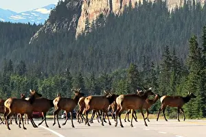 Stressless Prints: A group of wapitis on route 16 east of Jasper, Alberta, Canada