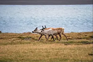 Unspoiled Prints: Group of wild reindeer grazing along the Icelandic coastline