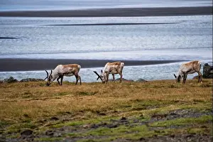 Unspoiled Prints: Group of wild reindeer grazing along the Icelandic coastline