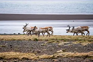 Unspoiled Prints: Group of wild reindeer grazing along the Icelandic coastline