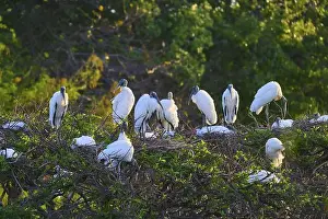 Breeding Grounds Prints: A group of Wood Stork (Mycteria americana)