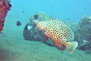 Grouper Prints: Grouper Fish, Grouper saltwater fish Deep Sea Exploration 2025