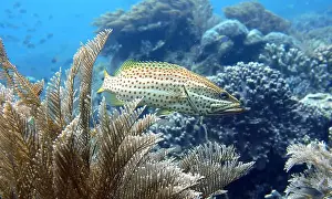 Grouper Prints: Grouper Fish, Grouper saltwater fish Deep Sea Exploration 2025