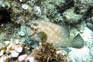Grouper Prints: Grouper Fish, Grouper saltwater fish Deep Sea Exploration 2025
