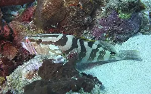 Grouper Prints: Grouper Fish, Grouper saltwater fish Deep Sea Exploration 2025