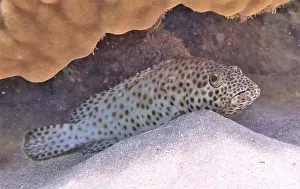 Grouper Prints: Grouper Fish, Grouper saltwater fish Deep Sea Exploration 2025