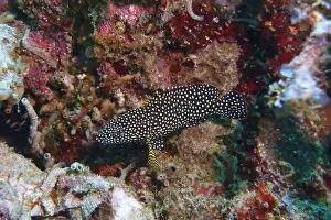Grouper Prints: Grouper Fish, Grouper saltwater fish Deep Sea Exploration 2025