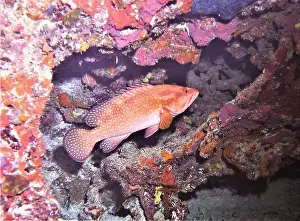 Grouper Prints: Grouper Fish, Grouper saltwater fish Deep Sea Exploration 2025