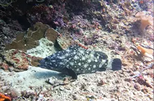 Grouper Prints: Grouper Fish, Grouper saltwater fish Deep Sea Exploration 2025