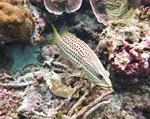 Grouper Prints: Grouper Fish, Grouper saltwater fish Deep Sea Exploration 2025