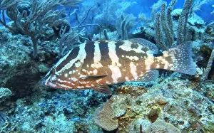Grouper Prints: Grouper Fish, Grouper saltwater fish Deep Sea Exploration 2025
