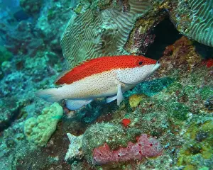 Grouper Prints: Grouper Fish, Grouper saltwater fish Deep Sea Exploration 2025