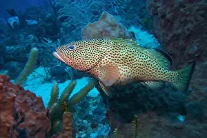 Grouper Prints: Grouper Fish, Grouper saltwater fish Deep Sea Exploration 2025