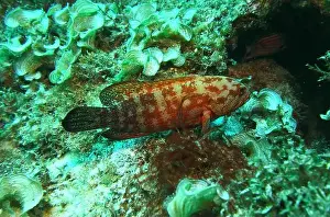Grouper Prints: Grouper Fish, Grouper saltwater fish Deep Sea Exploration 2025