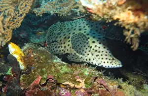 Grouper Prints: Grouper Fish, Grouper saltwater fish Deep Sea Exploration 2025