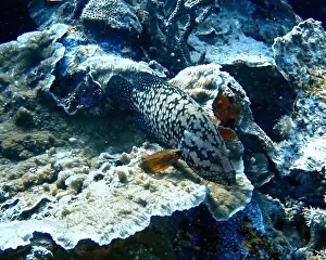 Grouper Prints: Grouper Fish, Grouper saltwater fish Deep Sea Exploration 2025