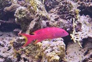 Grouper Prints: Grouper Fish, Grouper saltwater fish Deep Sea Exploration 2025