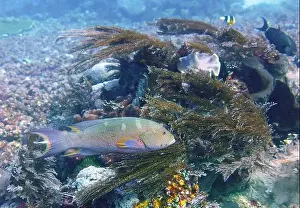 Grouper Prints: Grouper Fish, Grouper saltwater fish Deep Sea Exploration 2025