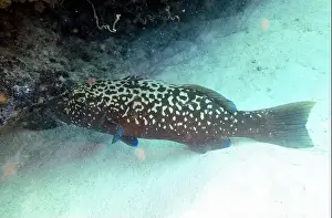 Grouper Prints: Grouper Fish, Grouper saltwater fish Deep Sea Exploration 2025