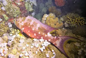 Grouper Prints: Grouper Fish, Grouper saltwater fish Deep Sea Exploration 2025