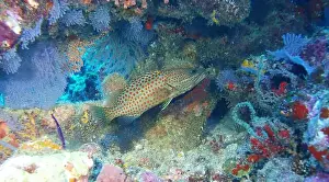Grouper Prints: Grouper Fish, Grouper saltwater fish Deep Sea Exploration 2025