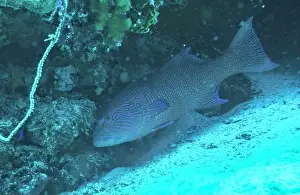 Grouper Prints: Grouper Fish, Grouper saltwater fish Deep Sea Exploration 2025