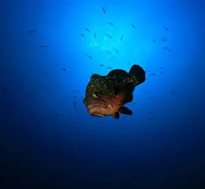 Immersion Prints: A grouper swims in the ocean surrounded by small fish