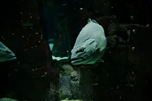 Underwater Scene Prints: A grouper swims silently through the dark waters of the Lisbon Oceanarium