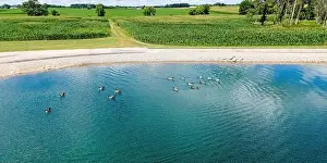 A grouping of birds swim on a summer day on a small pond next to a group of farm fields