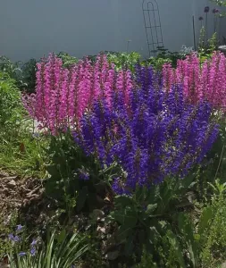 Allium Prints: Groups of Pink Moulin Rouge and Purple Evening Attire Salvia flowers