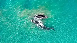 Cetacean Prints: Groups of whales on the beaches of Mar del Plata, Argentina