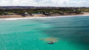 Cetacean Prints: Groups of whales on the beaches of Mar del Plata, Argentina