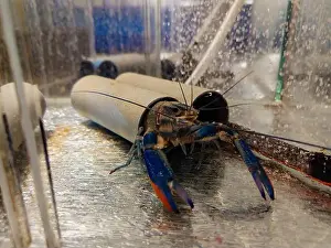 Lobster Prints: Growing of crayfish. Australian blue crayfish - cherax quadricarinatus in aquarium