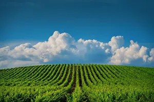 Merlot Prints: Growing vineyard and cloudy sky landscape