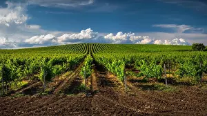 Merlot Prints: Growing vineyard and cloudy sky landscape