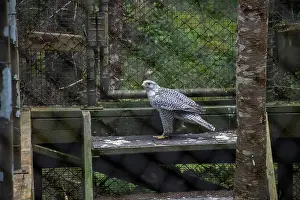 Peninsulas Prints: Gryfalcon at Salmonier Nature Park on NL 90 in Holyrood, Newfoundland & Labrador, Canada