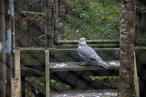 Peninsulas Prints: Gryfalcon at Salmonier Nature Park on NL 90 in Holyrood, Newfoundland & Labrador, Canada