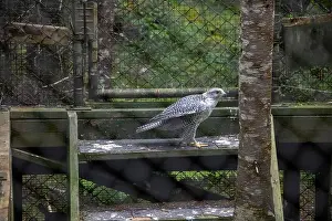 Peninsulas Prints: Gryfalcon at Salmonier Nature Park on NL 90 in Holyrood, Newfoundland & Labrador, Canada