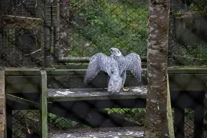 Labrador Prints: Gryfalcon at Salmonier Nature Park on NL 90 in Holyrood, Newfoundland & Labrador, Canada