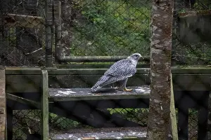 Labrador Prints: Gryfalcon at Salmonier Nature Park on NL 90 in Holyrood, Newfoundland & Labrador, Canada