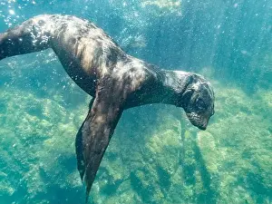 Illuminate Prints: Guadalupe fur seal (Arctocephalus townsendi)