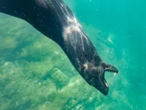 Underwater Scene Prints: Guadalupe fur seal (Arctocephalus townsendi)
