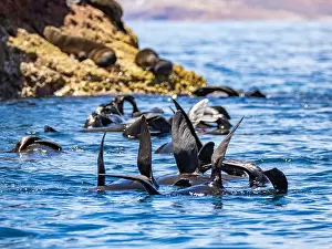 Baja California Sur Prints: Guadalupe fur seals (Arctocephalus townsendi)