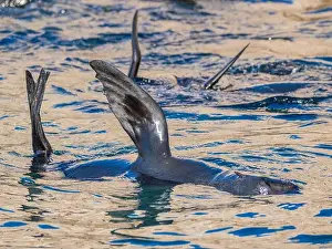 Baja California Sur Prints: Guadalupe fur seals (Arctocephalus townsendi)