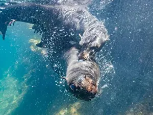 Interact Prints: Guadalupe fur seals (Arctocephalus townsendi)
